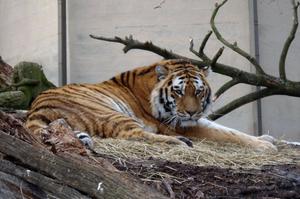 Korkeasaari Zoo (Korkeasaaren eläintarha)