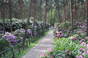 Haaga Rhododendron Park (Haagan Alppiruusupuisto)