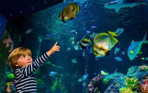 Thumbnail for Enjoy the Helsinki SEA LIFE aquarium with your Family