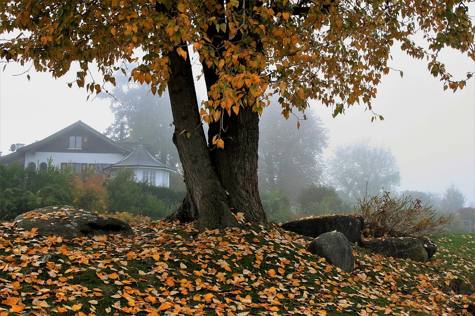 Nature in Autumn