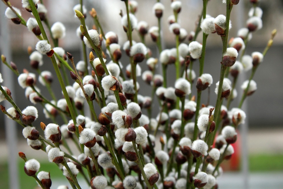 Willow Twigs