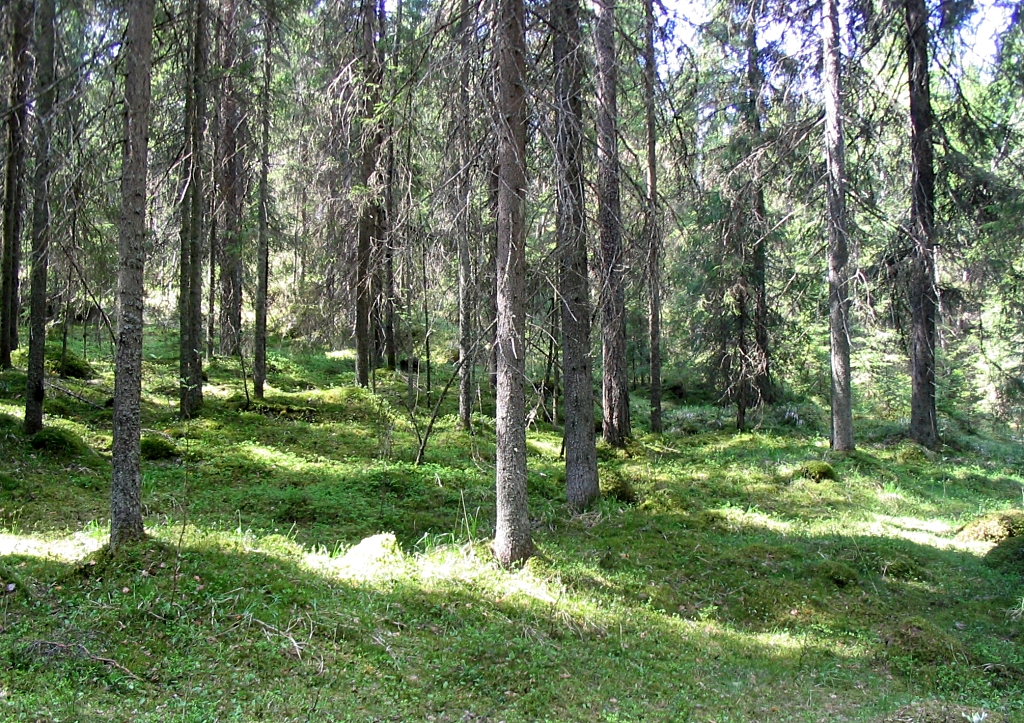 Liesjarvi National Park