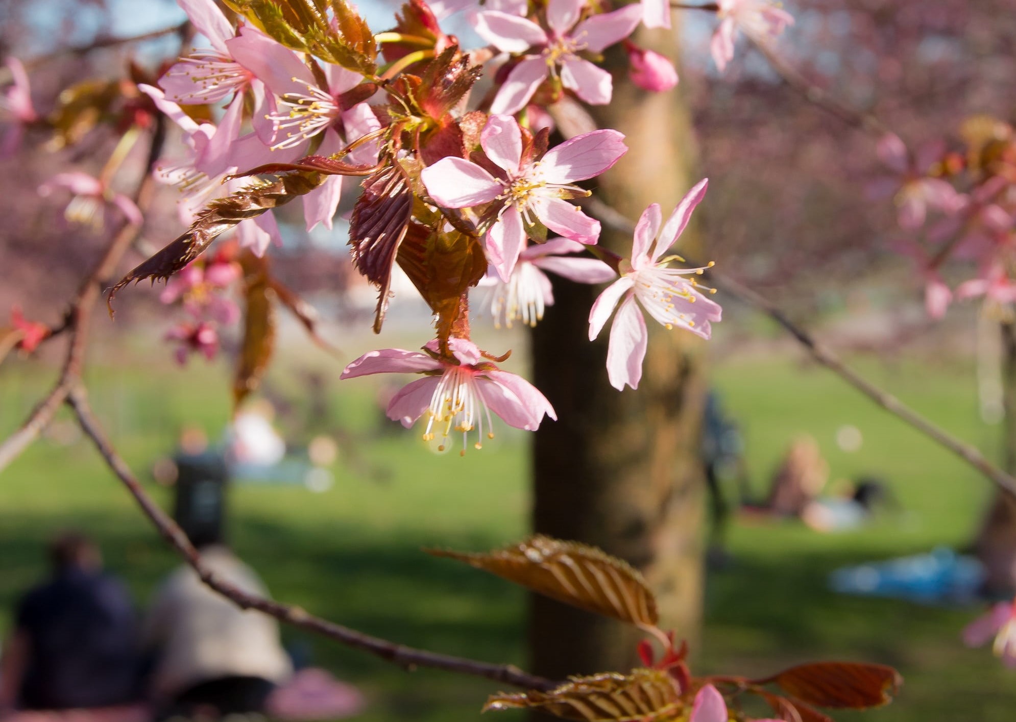 Cherry Park, Helsinki